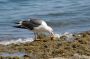 Baja05 - 447 * Yellow-footed gulls, 1. Puffer fish, 0